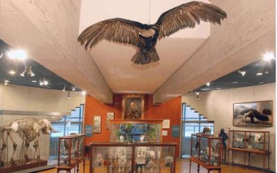 Excursión al Museo de Ciencias Naturales