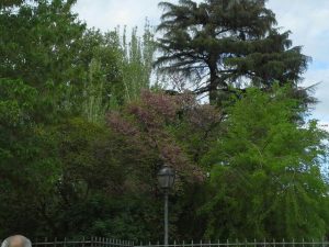 Paseo_Retiro_Familias_Arboles_amaitlp