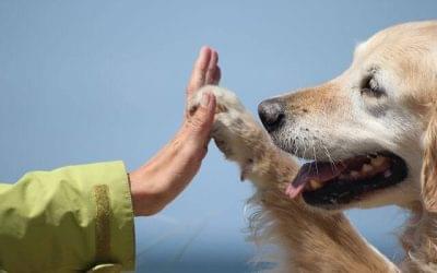 Como las mascotas influyen positivamente en la Salud Mental