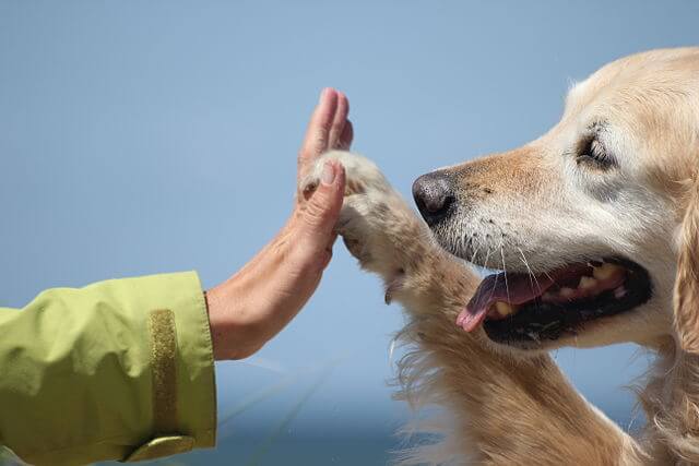 Como las mascotas influyen positivamente en la Salud Mental - AMAI TLP
