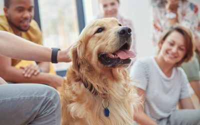 Terapia asistida con animales